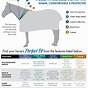 Temperature Chart Blanket Guide For Horses