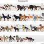 Chart Of Dog Sizes