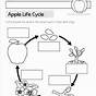 Printable Apple Tree Life Cycle Worksheet