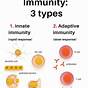 The Immune System Ppt
