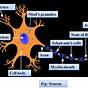 Diagram Of A Typical Neuron