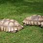 Growth Sulcata Tortoise Size Chart