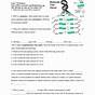 The Structure Of Dna Worksheet Answers