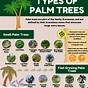 Identification Types Of Palm Trees Chart