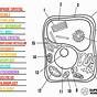 Superstar Worksheets Plant Cell Answer Key