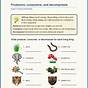 Ecosystems Worksheet 5th Grade