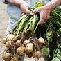 Vegetable Time From Planting To Harvest