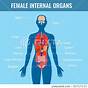 Female Body Organ Chart