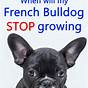 French Bulldog Full Grown Weight
