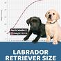 Weight Chart Of Labrador Puppy