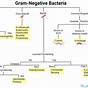 Gram Negative Bacteria Chart