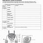 Male And Female Reproductive System Worksheets Answer Key