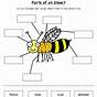 Insect Anatomy Worksheet
