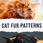 Different Cat Fur Patterns