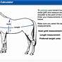 Girth Size Chart Horse