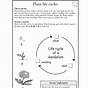 Life Cycle Of A Plant Worksheets