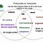 Prokaryote Eukaryote Virus Venn Diagram