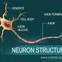 Parts Of A Neuron Diagram
