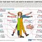 Workers Compensation Body Part Value Chart