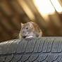 Car Talk Rats Chewing Wiring