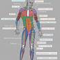 Human Muscle Anatomy Chart