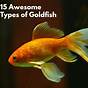 Types Of Goldfish Chart