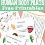 Human Body Kindergarten Lesson Plans