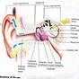Ear Diagram With Labels