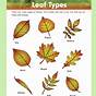 Types Of Leaves Chart