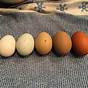 Egg Color Breeding Chart