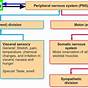 Components Of Nervous System Flow Chart