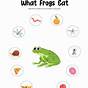 Frog Worksheets For Preschool