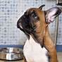 Feeding Schedule For French Bulldog Puppy