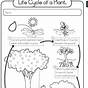 Life Cycle Worksheets 3rd Grade