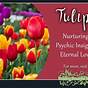 Tulips Color Meaning Symbolism