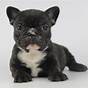 French Bulldog Puppy Food Recommendations