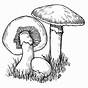 Printable Coloring Pages Mushrooms