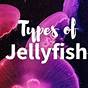 Types Of Jellyfish Chart