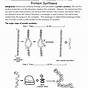Protein Synthesis Worksheet With Answers