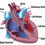 Schematic Diagram Of Heart