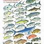 Salt Water Fish Chart