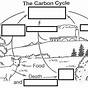 Carbon Cycle Worksheet Pdf