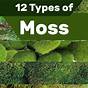 Common Moss Identification Chart