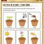 Steps To Planting A Seed Worksheet