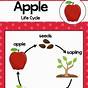 Apple Tree Cycle For Kids