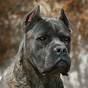 Cane Corso Dog Breeds Cropped Ears