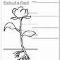 Free Printable Parts Of A Plant Worksheets