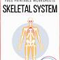 Printable Skeletal System Worksheets