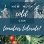 How Cold Can Vegetable Withstand