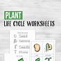 Lifecycle Of A Plant Worksheet